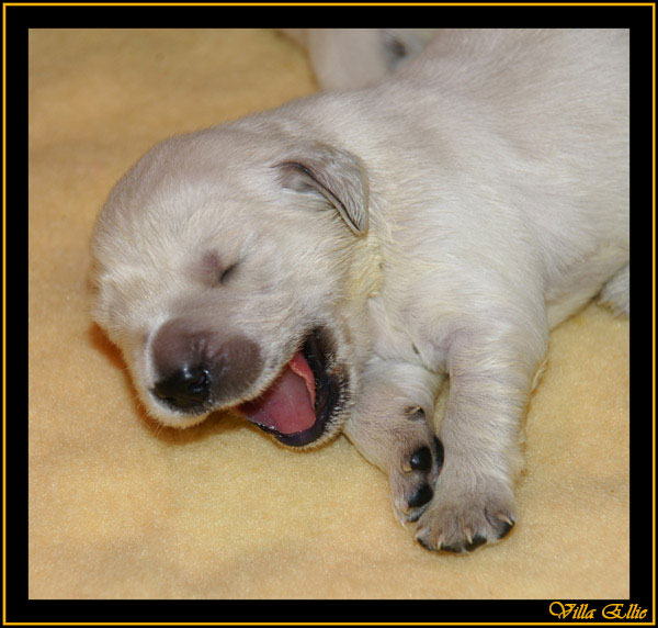 comprar golden retriever villa ellie